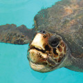 Exploring the Wonders of Marine Life in Northwest Florida Beaches